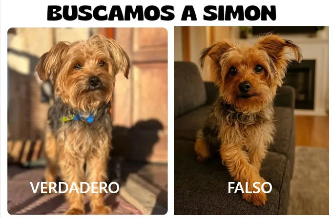 Simon1y2
