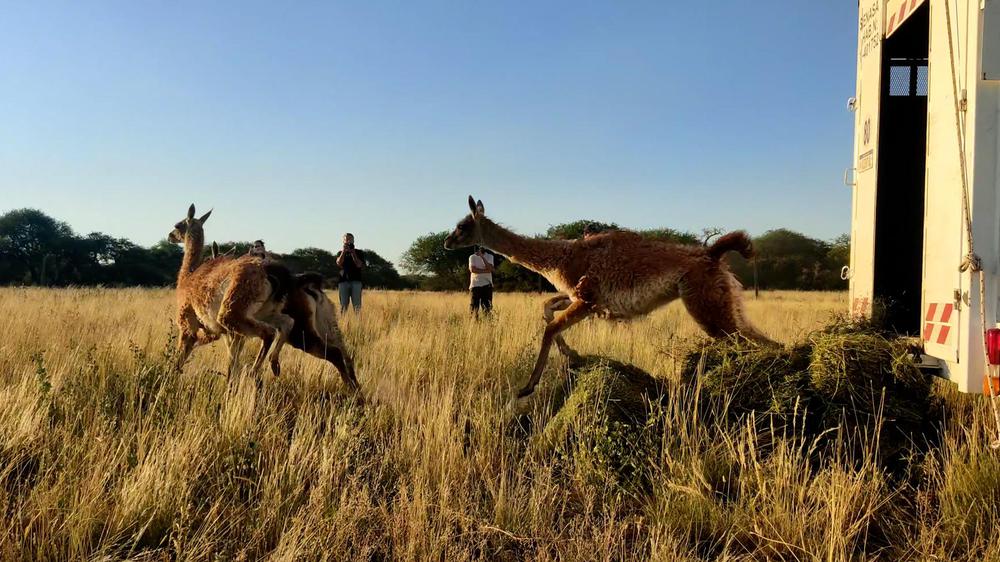 Primera Translocación de Guanacos La Pampa Argentina 02 © Emanuel Galetto - Rewilding Argetina (2)