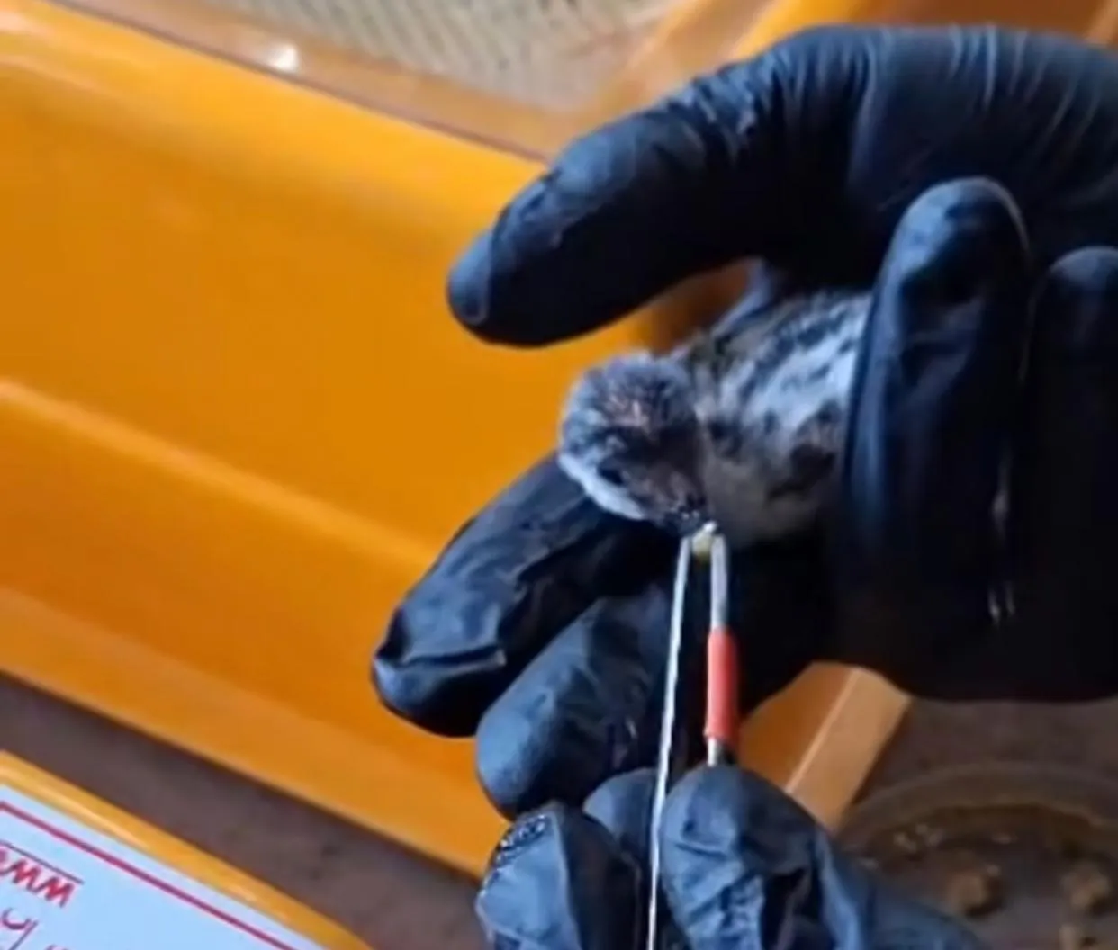 WhatsApp Image 2026-01-04 at 02.55.33(2)