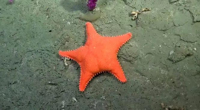 estrella culona