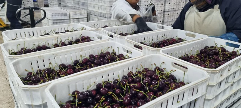 cereza Los Antiguos1
