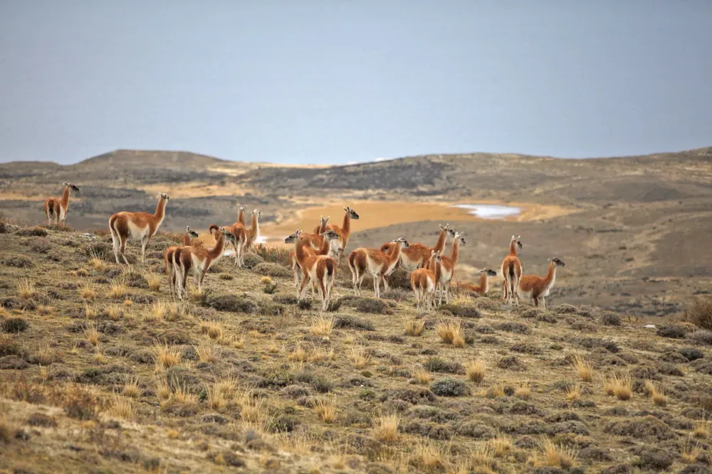 guanacos