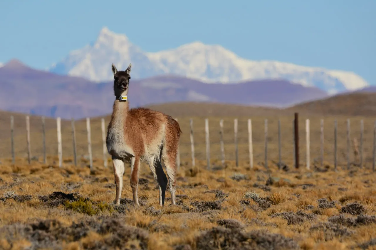 guanaco collar