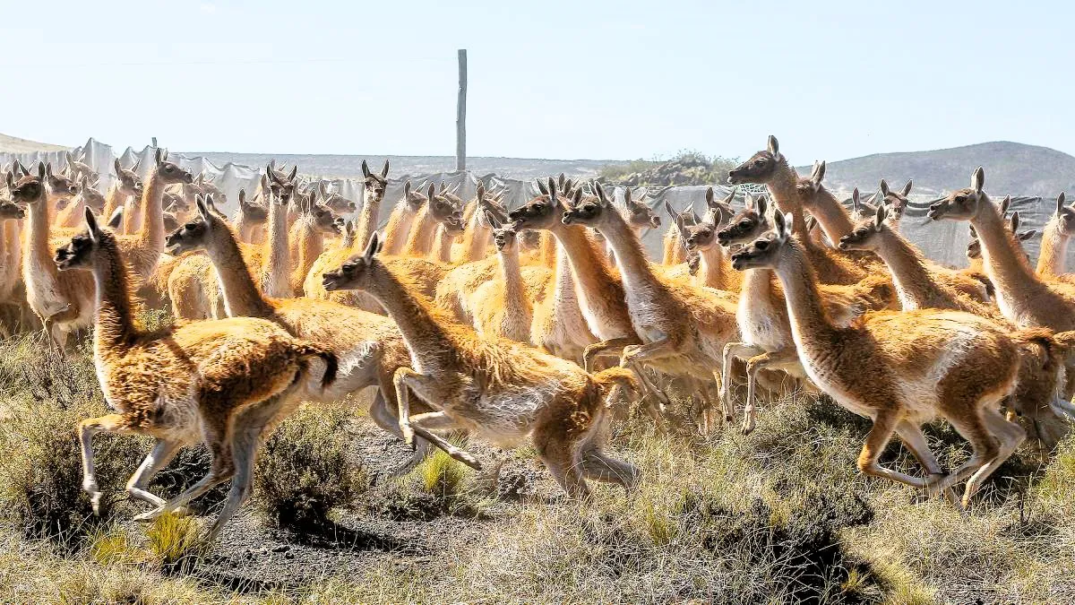 guanacos