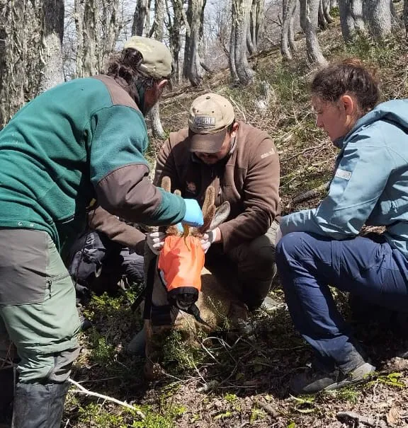huemul_newenche_en_pn_nahuel_huapi_07