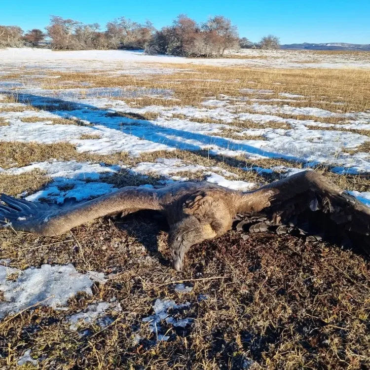 condor electrocutado