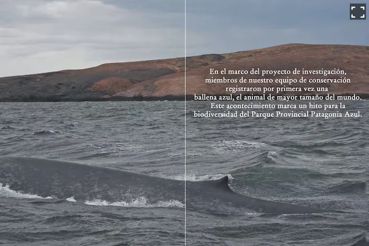 Screenshot 2026-02-13 at 14-44-16 Avistaron una ballena azul en Chubut por primera vez en la historia - LA NACION