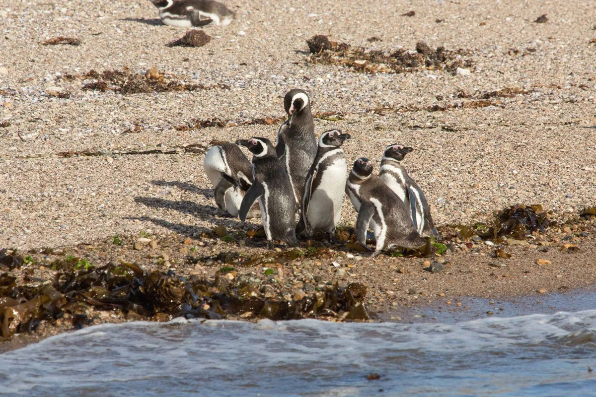 P.-Azul-Pinguinos-de-magallanes-PH-Christian-Emmer