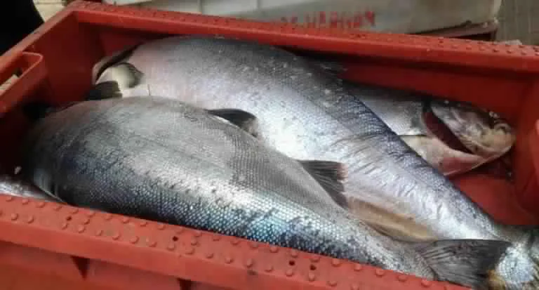 salmon chinook