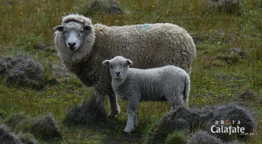 corderos [AUDIO FMD]