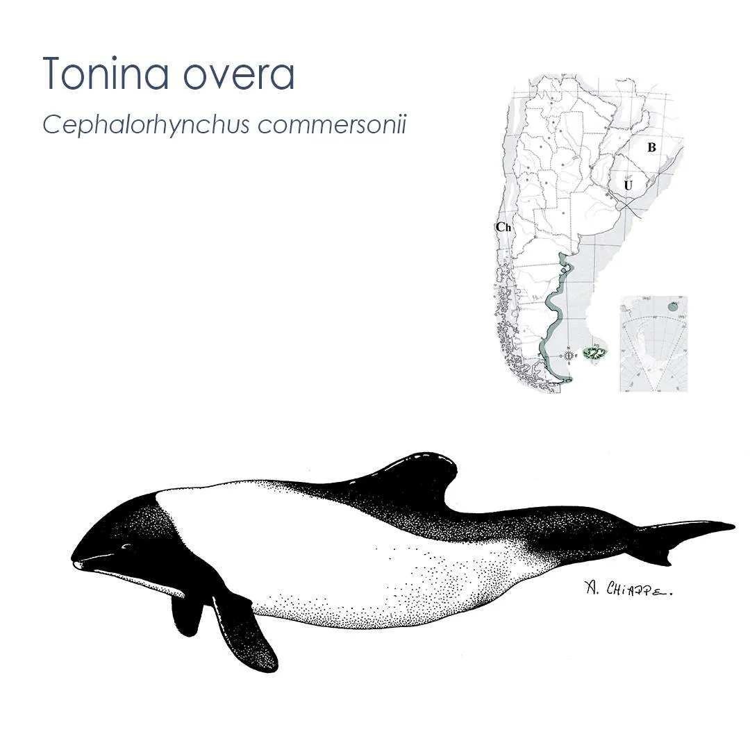 476599223_1102026061935444_3016638894282052001_n