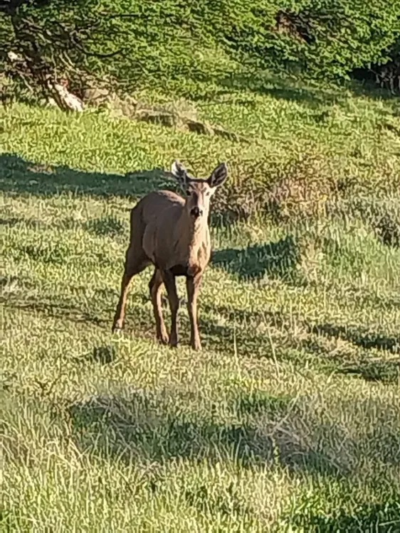 Huemul PNLG