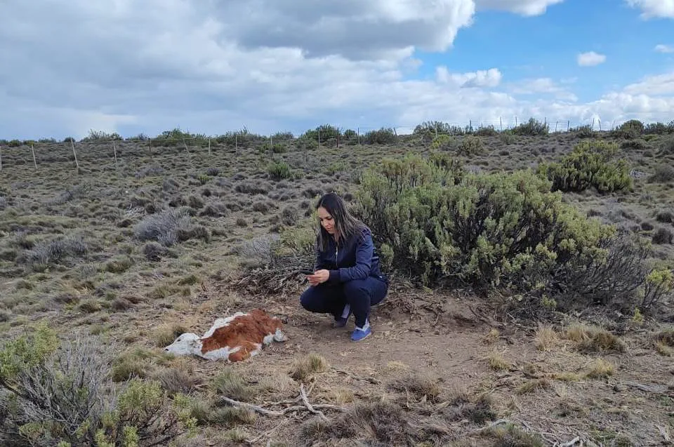 Seguimiento Perdidas (5)