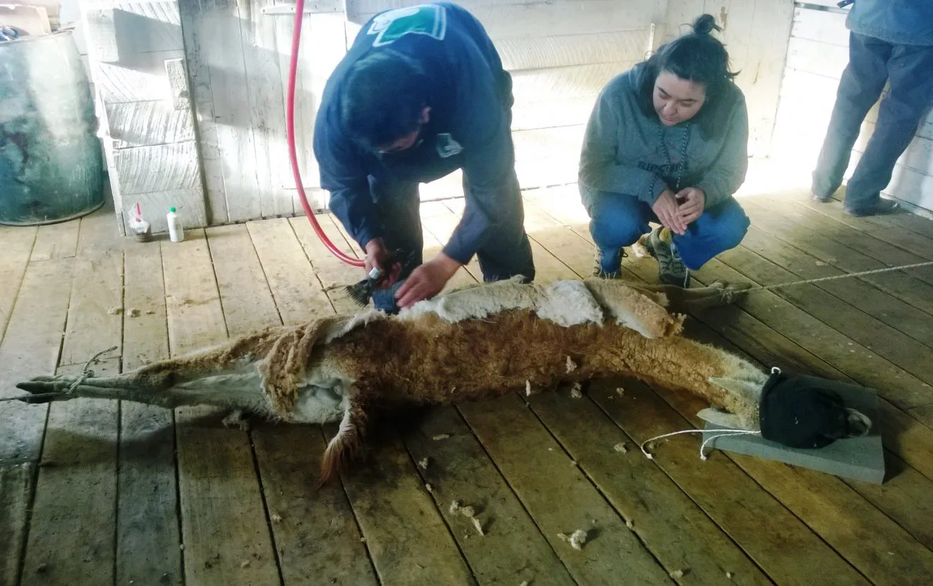 encierre-guanacos-inta