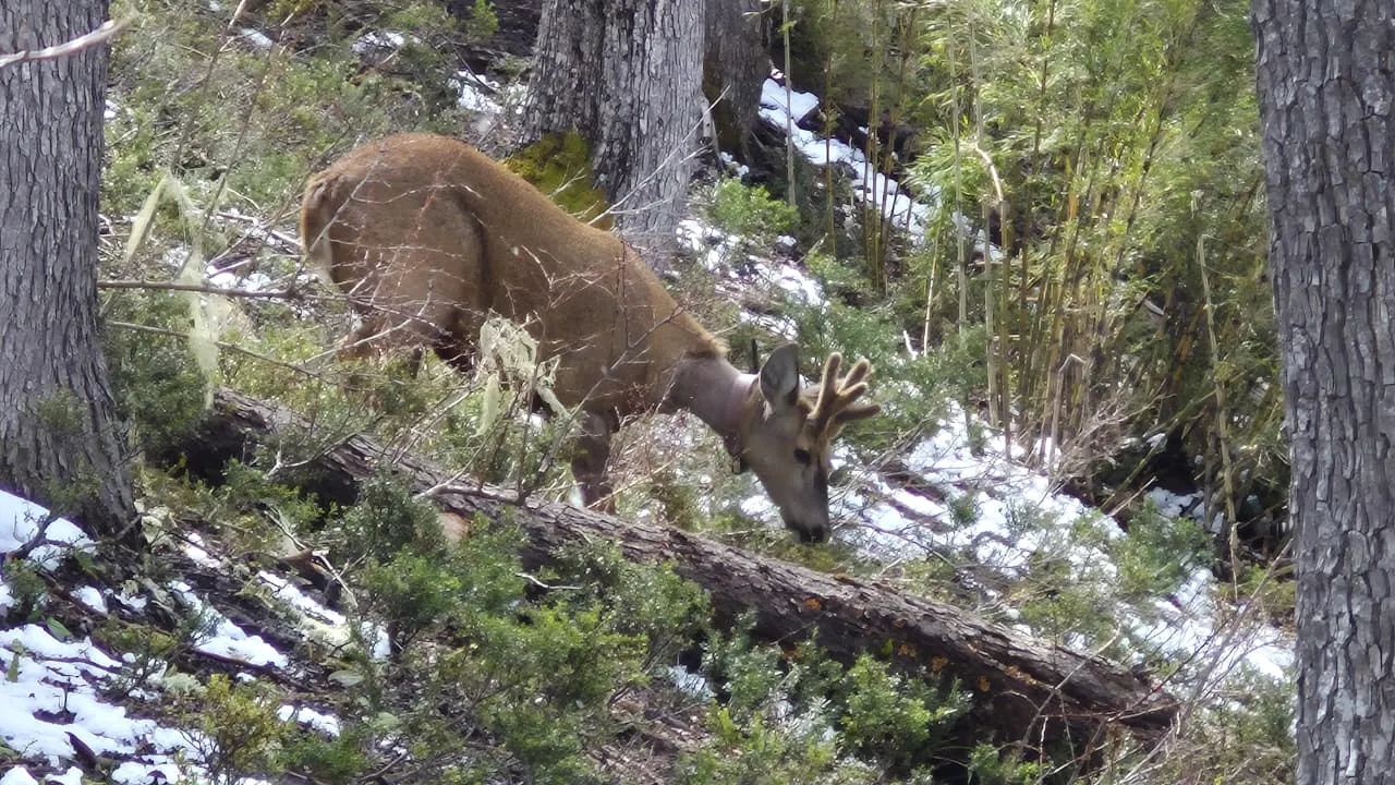 huemul_newenche_en_el_pn_nahuel_huapi_01