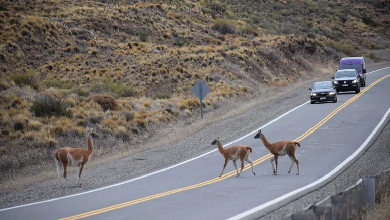 guanacos-06