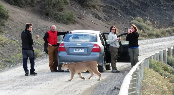 Screenshot 2026-08-30 at 16-15-08 Se busca cerca de El Calafate a la Puma “más famosa del mundo”