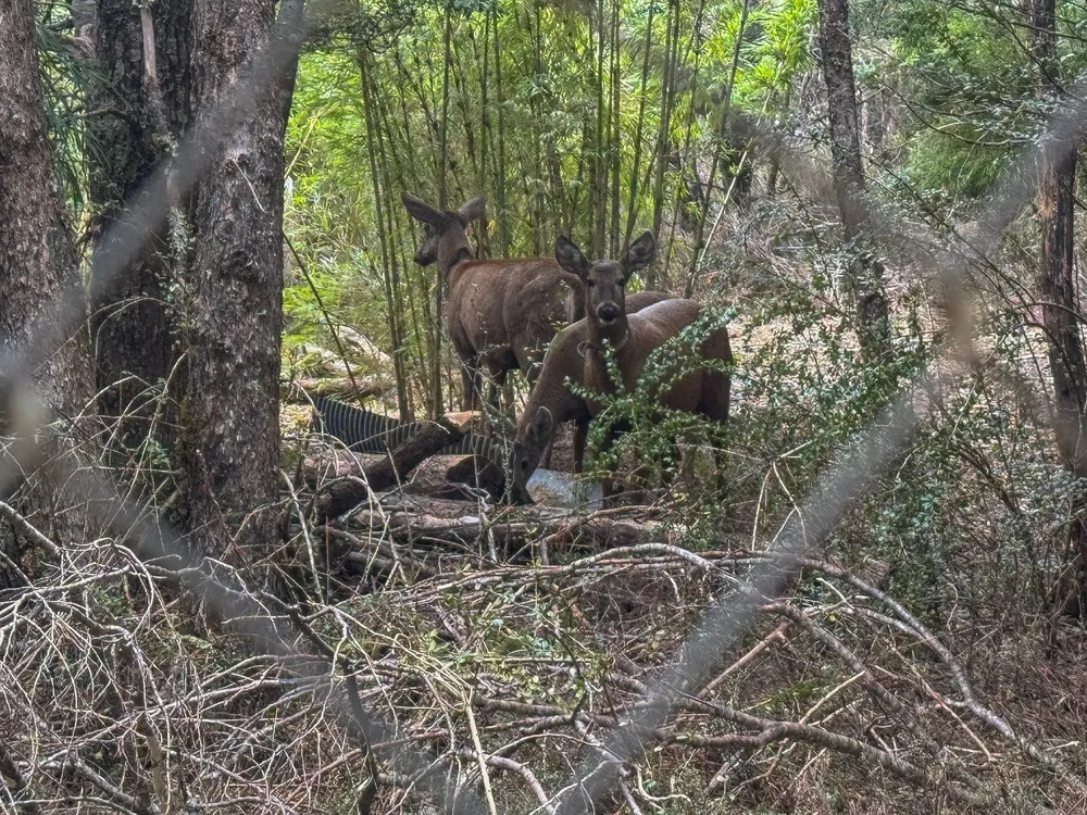 Huilo Huilo - Sebastian Di Martino  - Agosto 2025-3~1