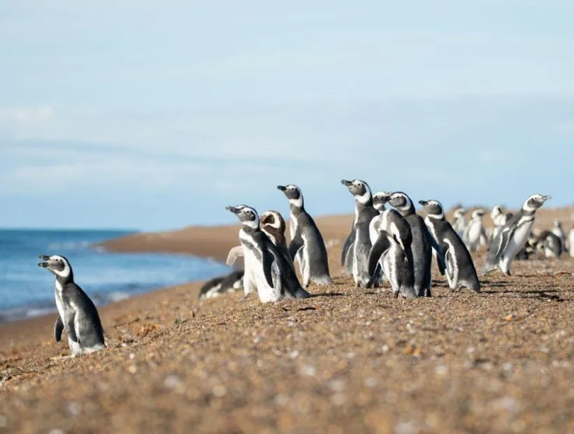 the curious penguin that traveled from Patagonia to Uruguay