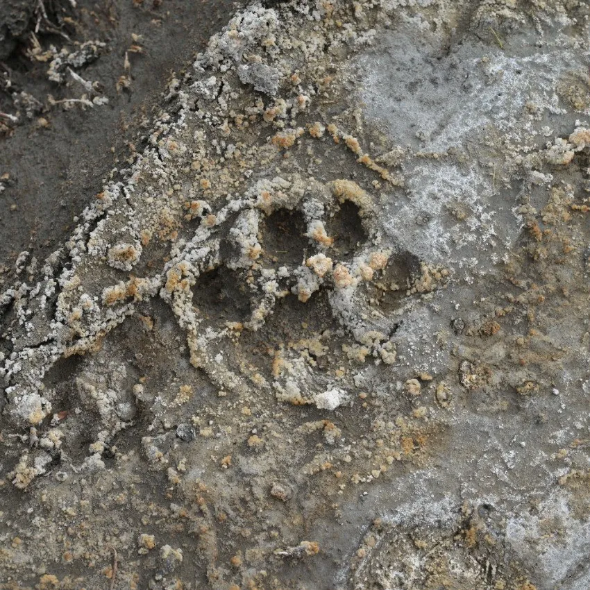 02 Huella de puma en Invierno en Parque Patagonia - Fundación Rewilding Argentina