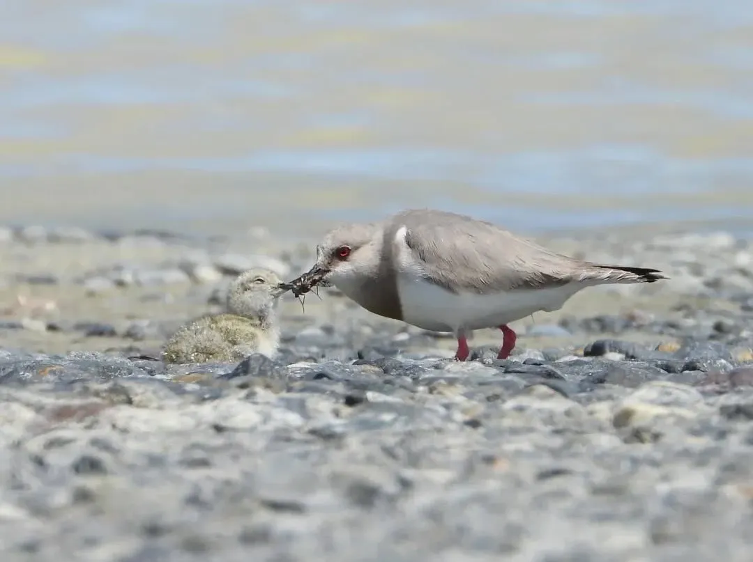 550924848_18365265559198508_4125367777484691137_n