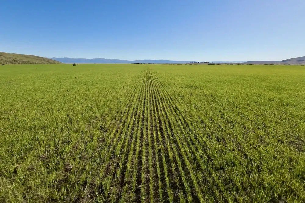 Svori_Estancia_Alice_5