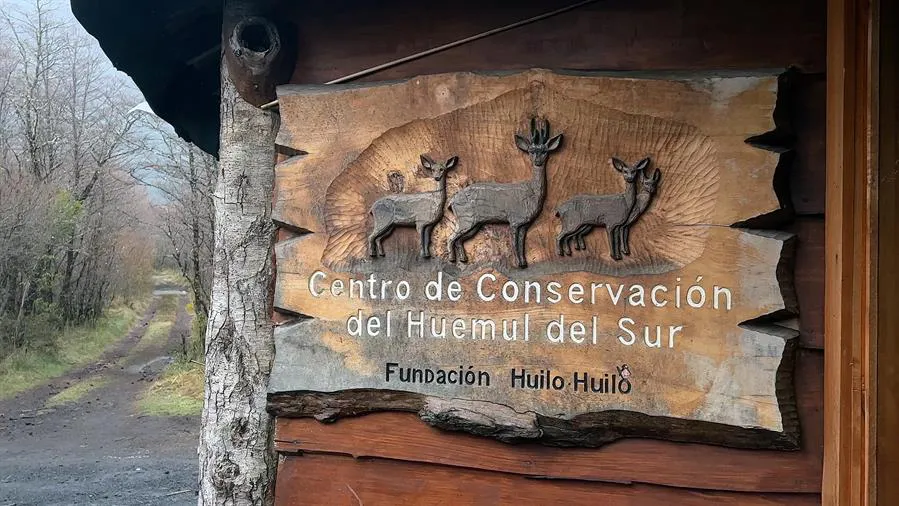 rESERVA-HUEMUL-HUILO-HUILO