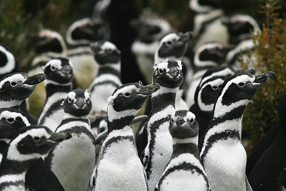 Pingüinos_de_Magallanes_2627