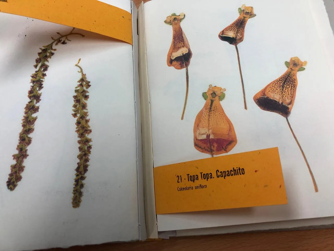 WhatsApp Image 2025-01-09 at 22.34.07(2)