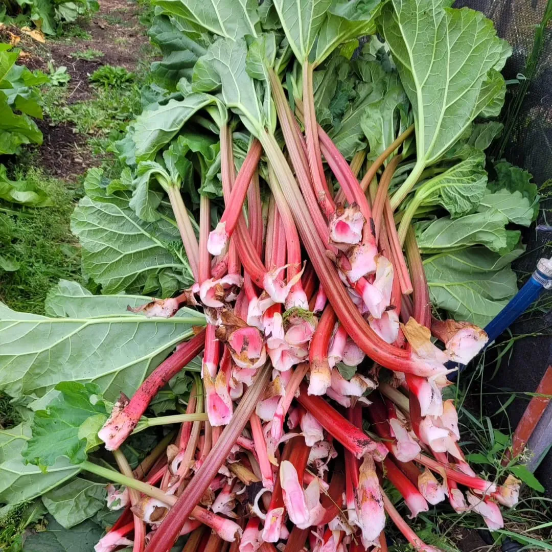 43D7F90C-6B29-4CEB-B1D7-1D543EEB7E56