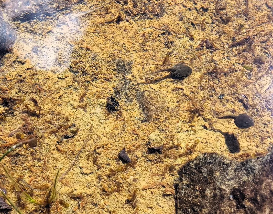 renacuajo ranita1