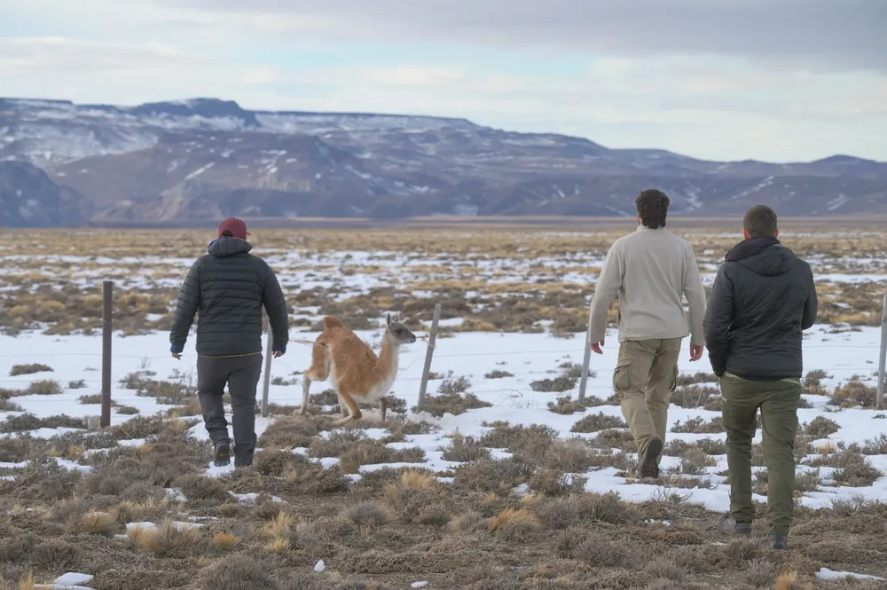 Guanacos alambrado Franco Bucci 2024  (1)~1