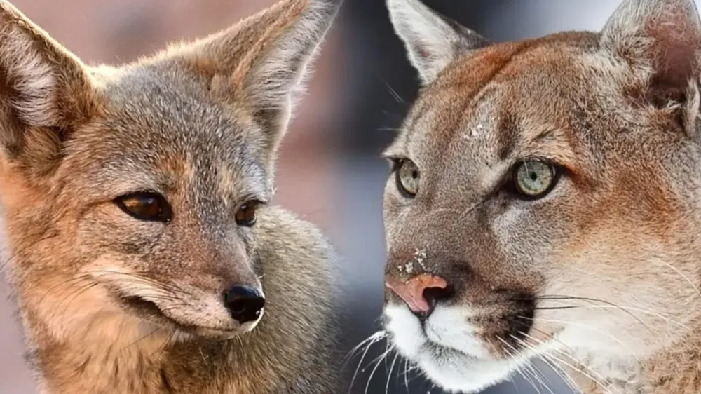 zorros puma
