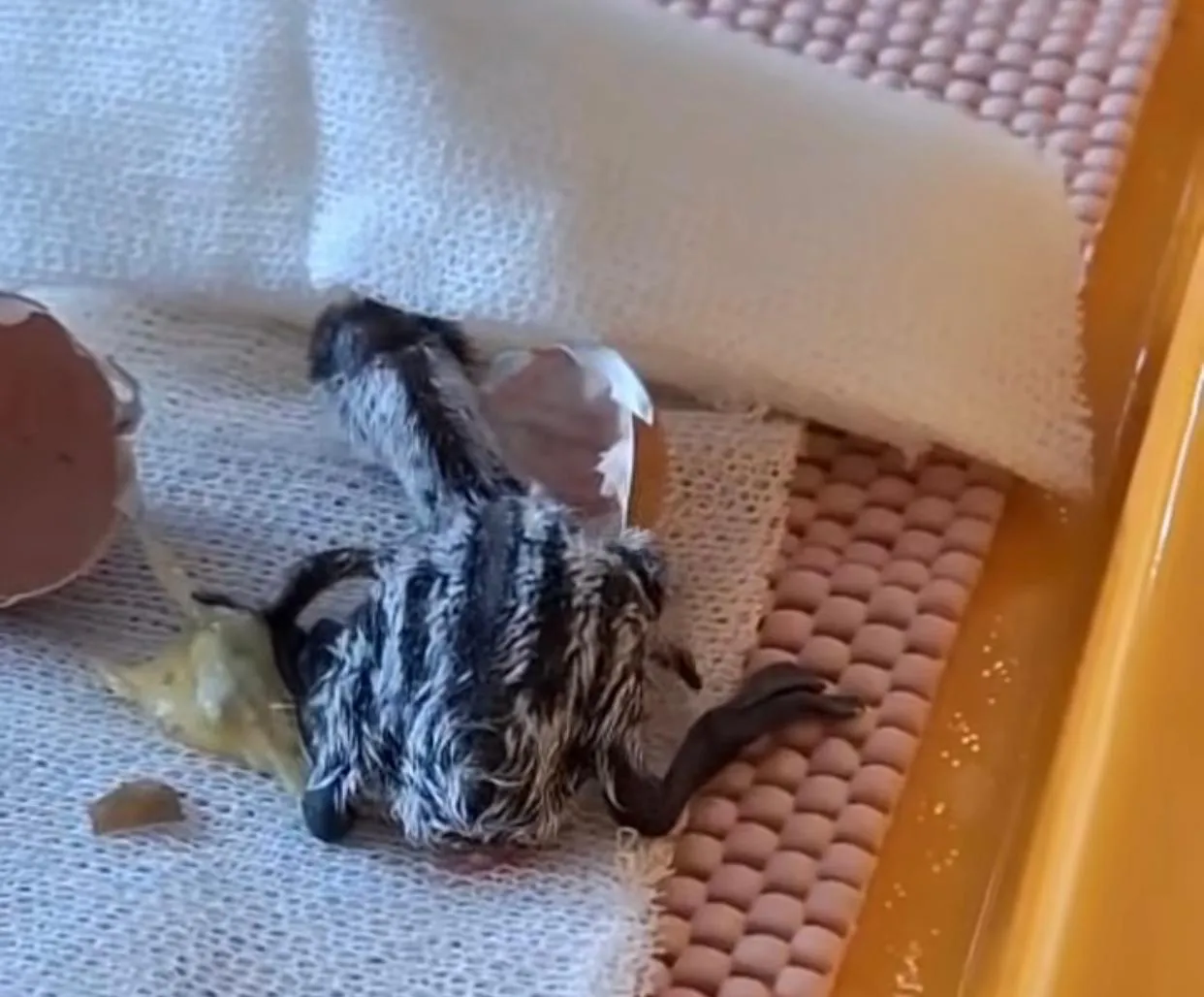 WhatsApp Image 2026-01-04 at 02.55.33