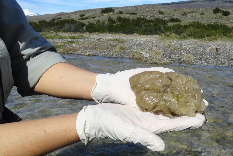 Alga Invasora Didymo home