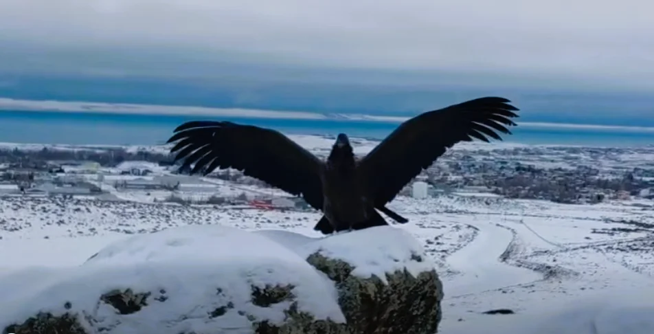 Huella-condor