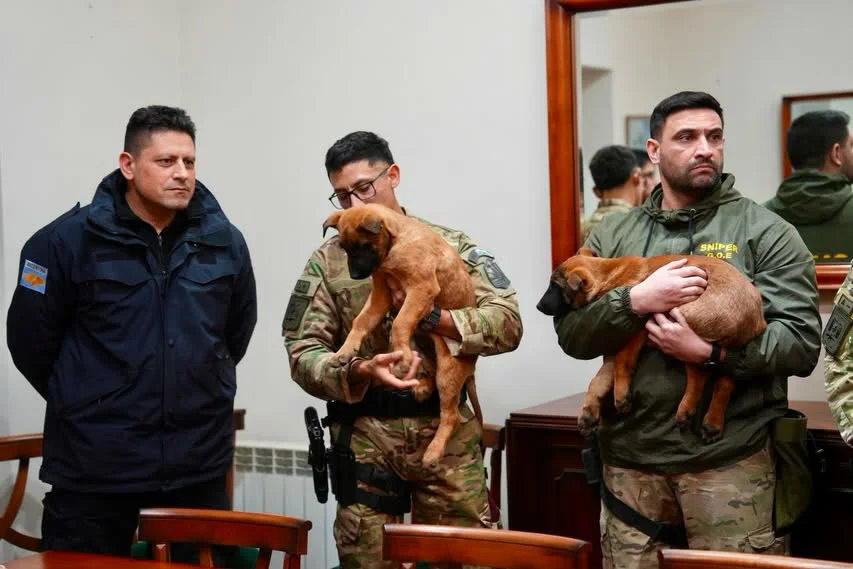 PERROS4