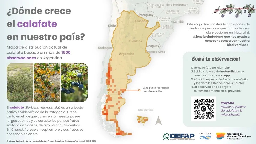 mapa calafate