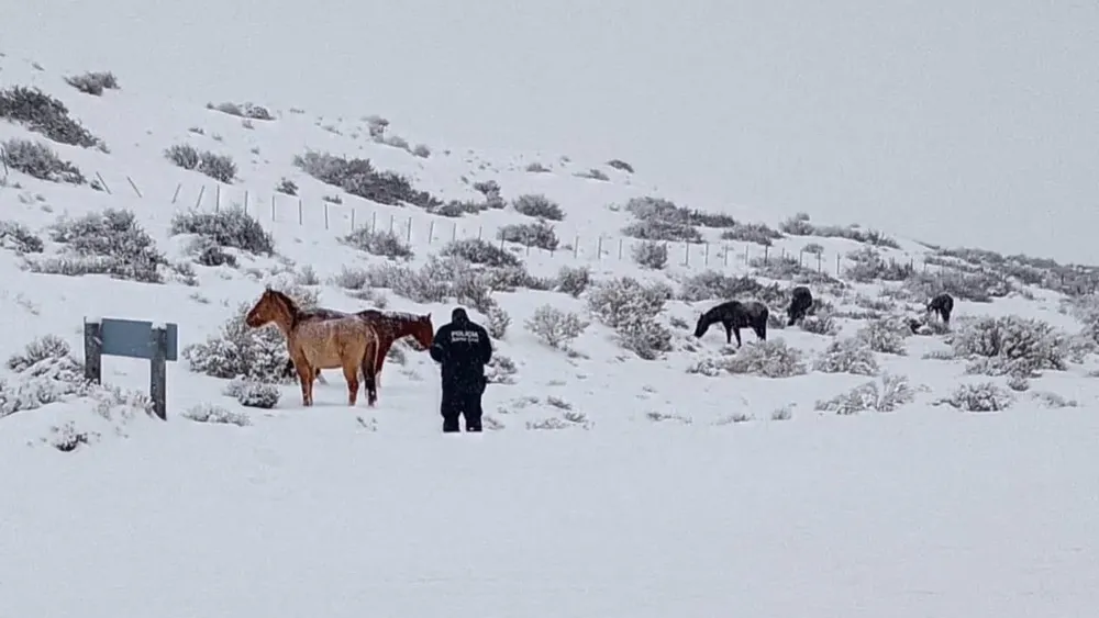 Caballos en ruta