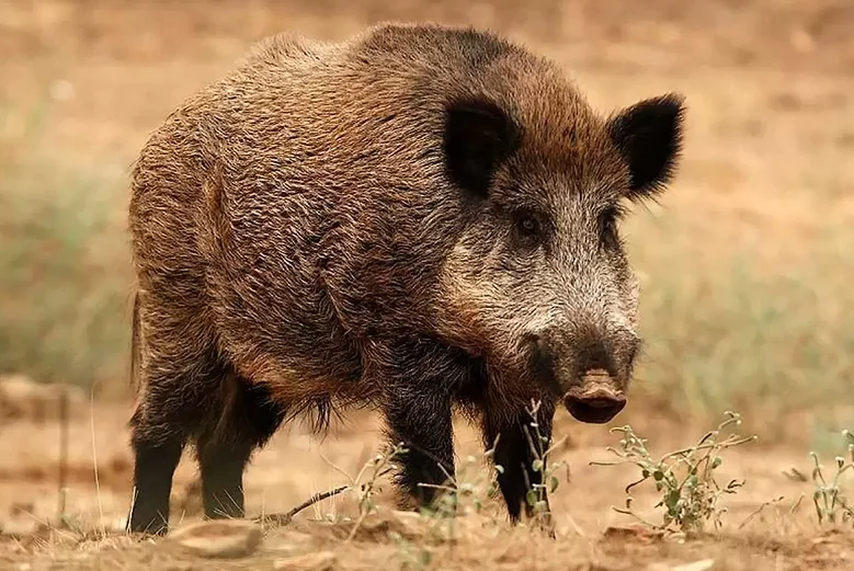 Screenshot 2026-03-27 at 10-26-51 Jabalí europeo (Sus scrofa) Jabalí europeo (Sus scrofa) → Más Neuquén