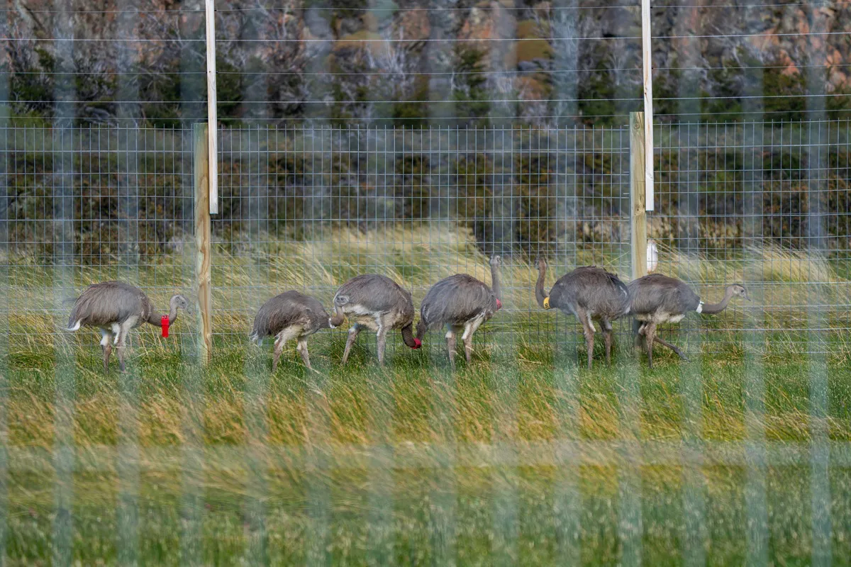 Translocación Ñandu Patagonico - Argentina-Chile - Marzo 2025 - Horacio Barbieri-65