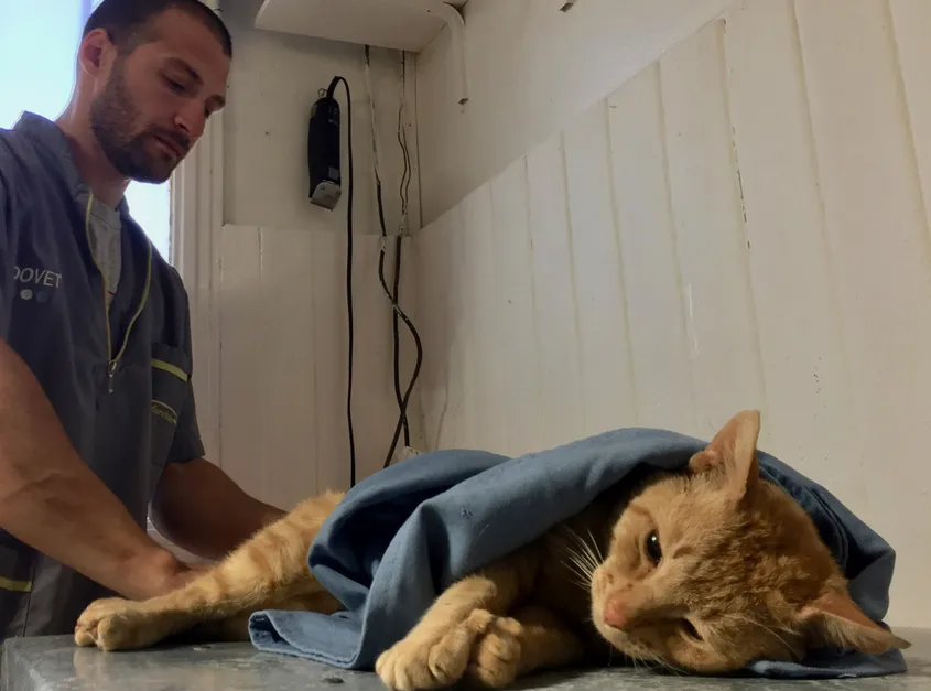 Screenshot 2024-09-27 at 14-39-59 MECH-jornada-esterilizacion.jpg (Imagen JPEG 1280 × 768 pixels) - Escala (83%)