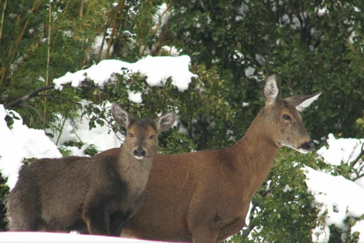 huemul-1-Ph-hernan-Pastore