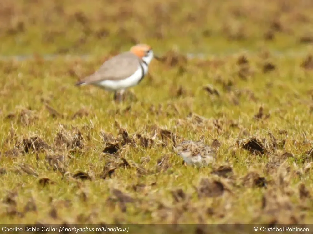 570600373_1123967909946407_2071346082092801640_n