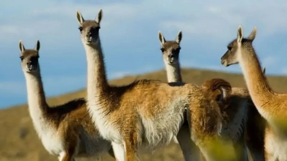 guanaco