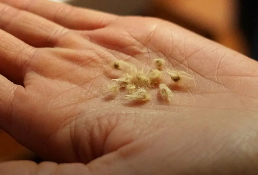 460323696_506352948699524_3014697699214799767_n