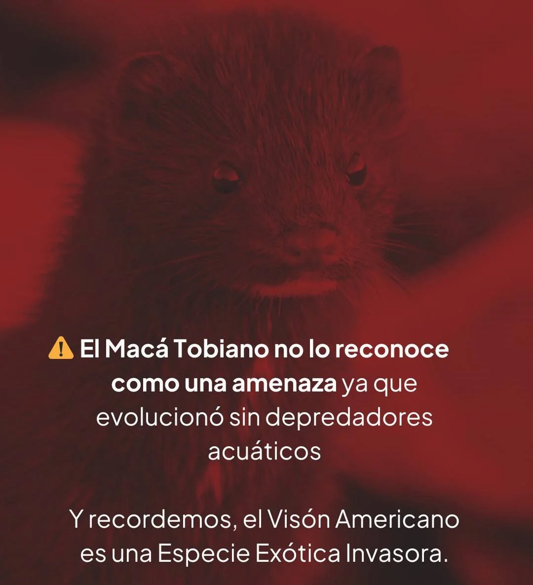 640490900_1338891618275453_2316482962229949400_n