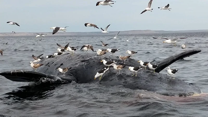 ballena gaviotas