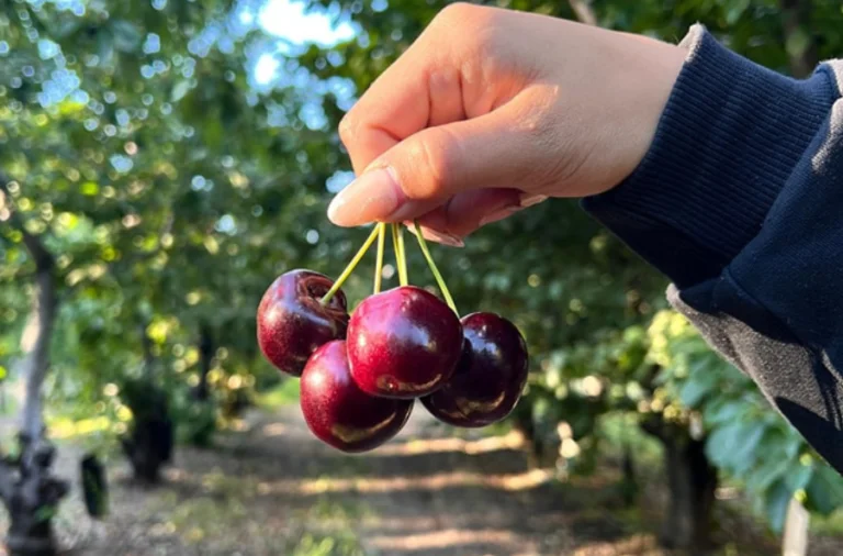 los-antiguos-cerezas