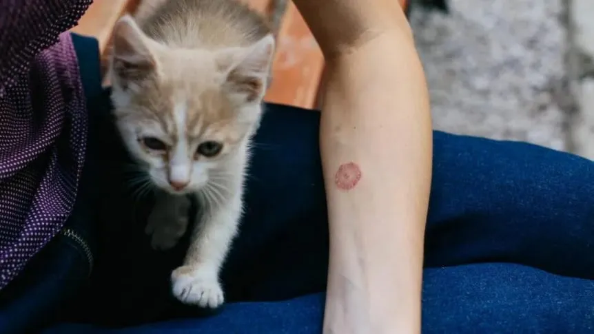 gatos_862x485